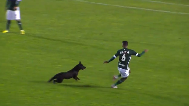 Vystrašeného futbalistu v Brazílii naháňal počas zápasu pes! (VIDEO)