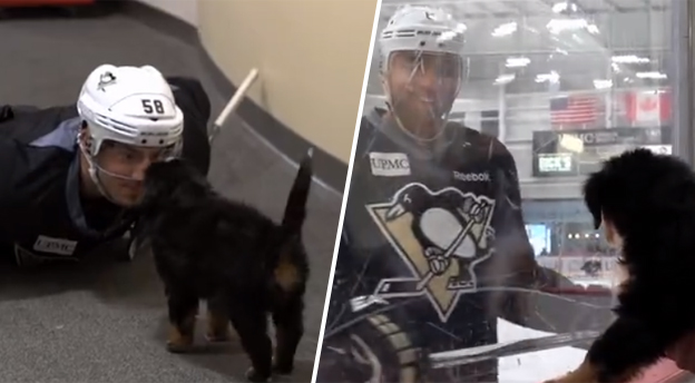 Záškodník v kabíne Pittsburghu: Malý psík očaril hviezdy NHL (VIDEO)