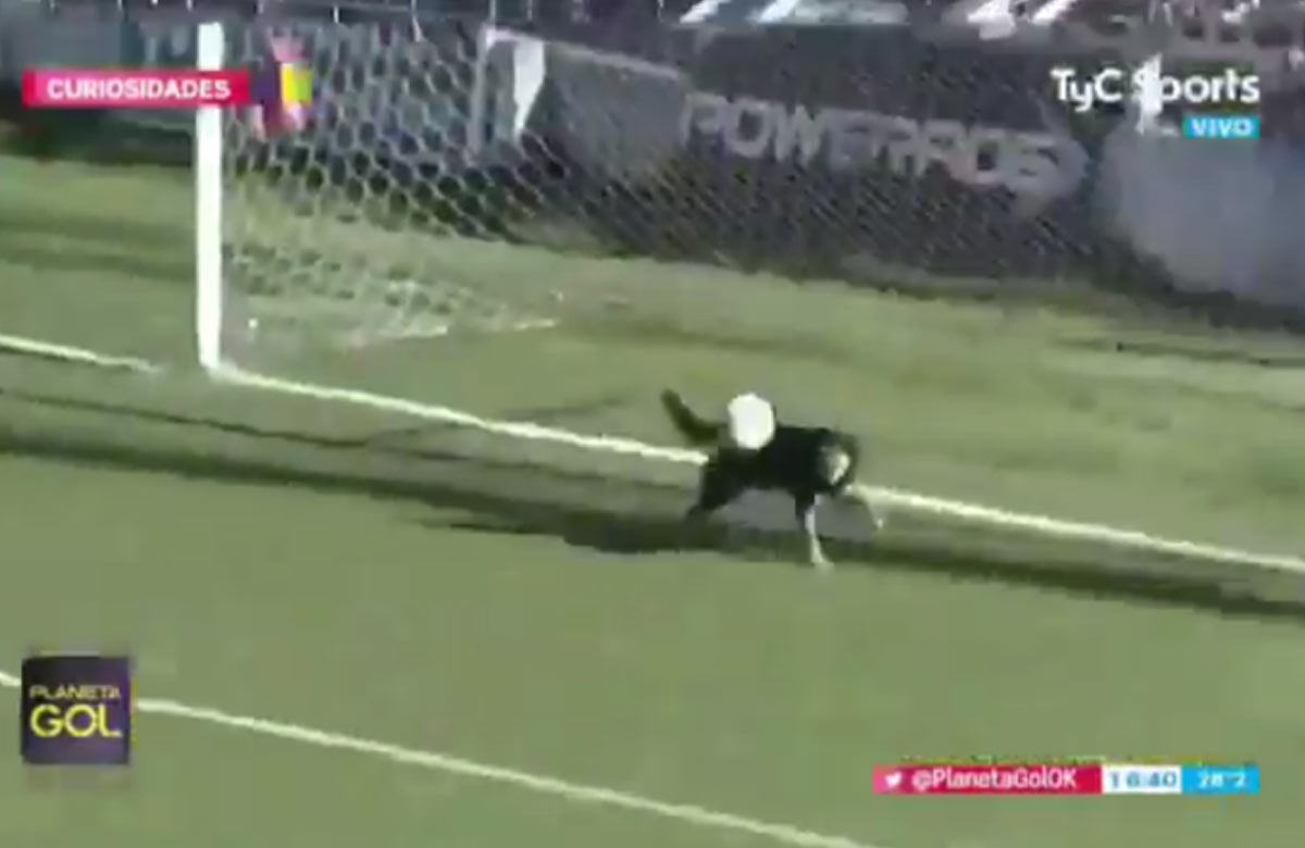 Nový hit internetu: Pes sa zahral počas zápasu na futbalového brankára a zabránil gólu! (VIDEO)